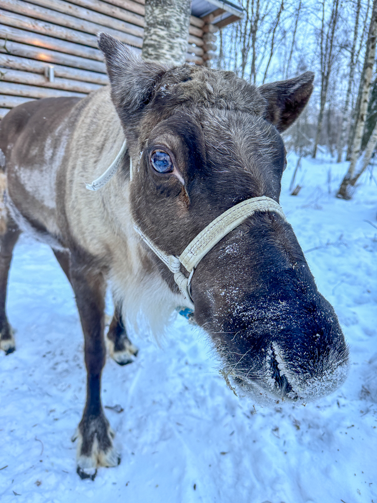 feeding reindeer in Kemi Finland