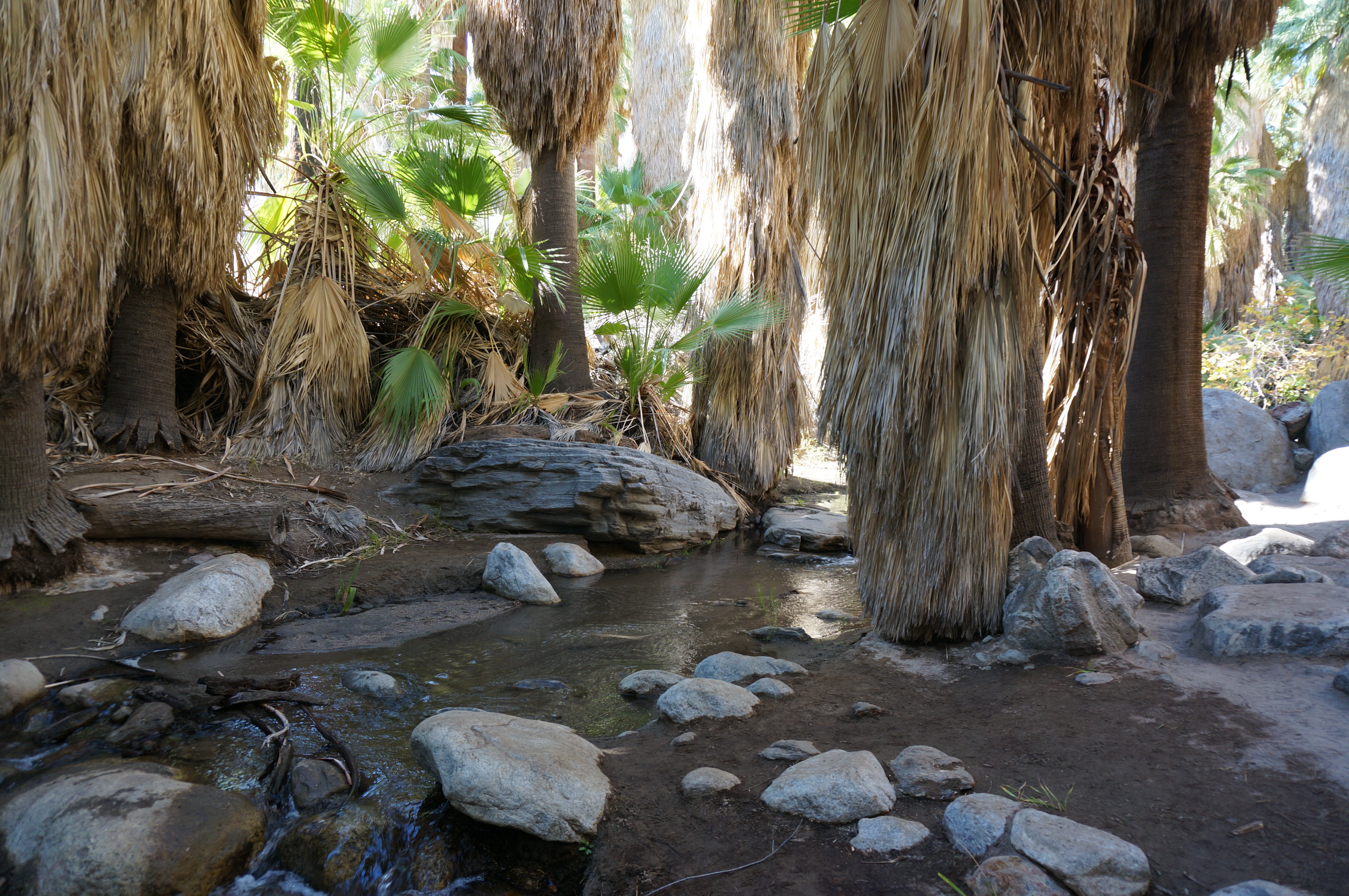 Family Friendly Hiking in Palm Springs at Indian Canyons
