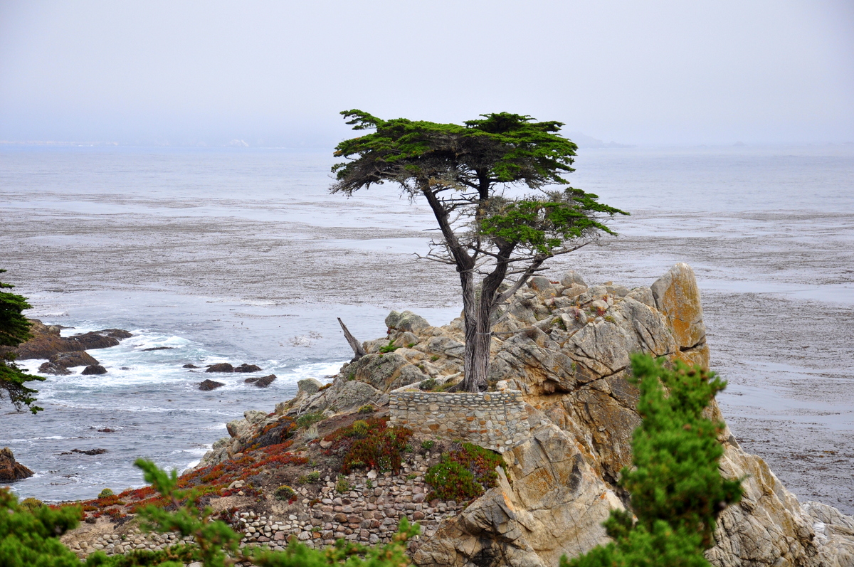 Pacific coast highway road trip itinerary includes this amazing tree on the 17 mile drive