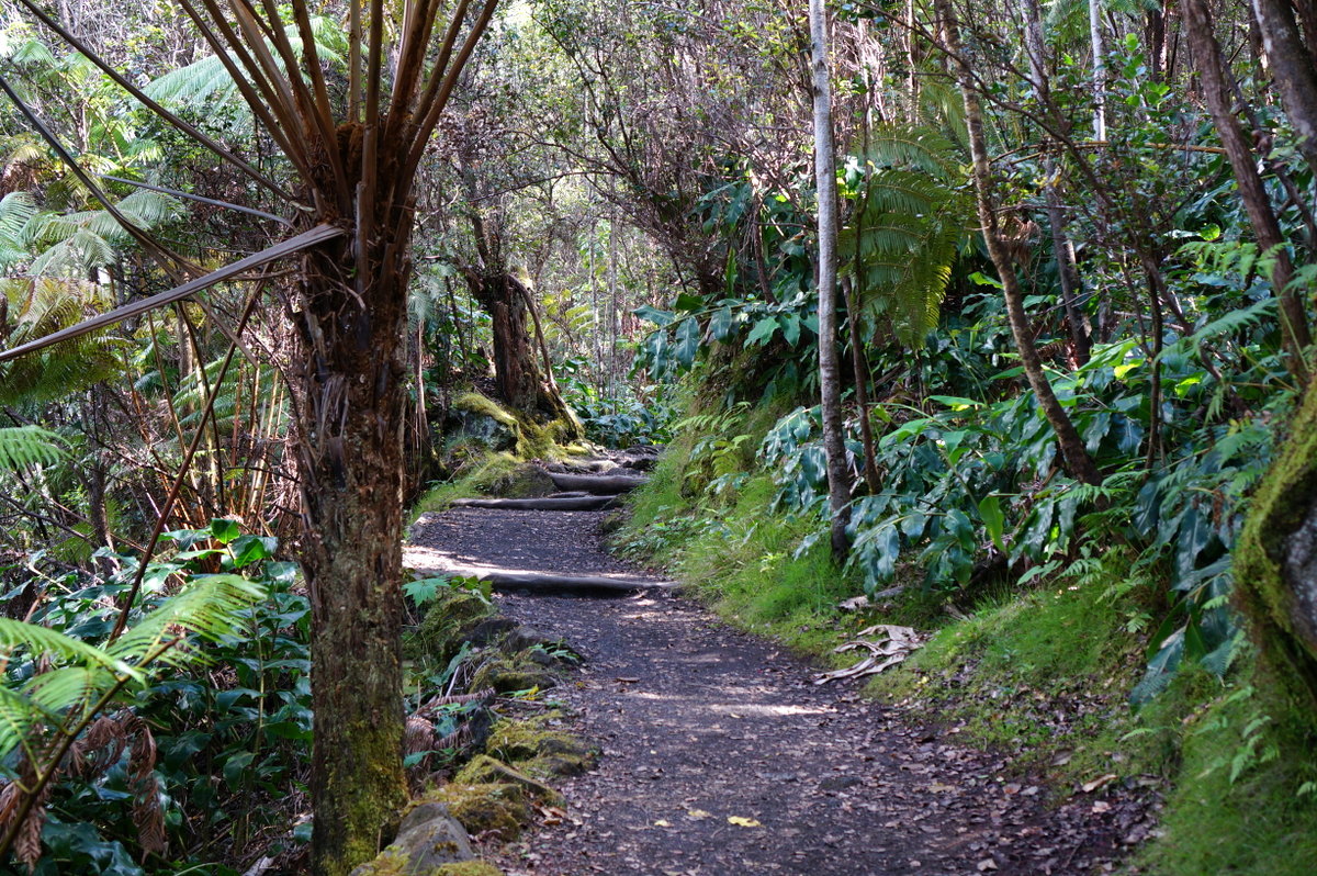 Hiking the Kilauea Iki Trail with kids
