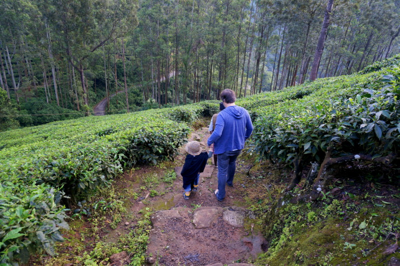 Trekking in the hills of Munnar - Kerala with Kids