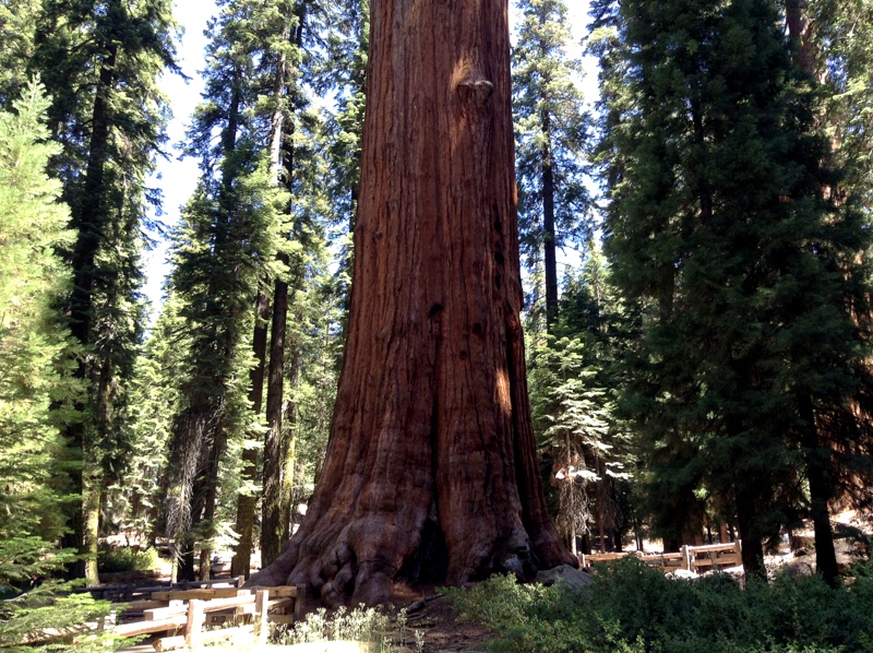 Seeing a Giant Sequoia like this one is a must thing to do in Sequoia National Park