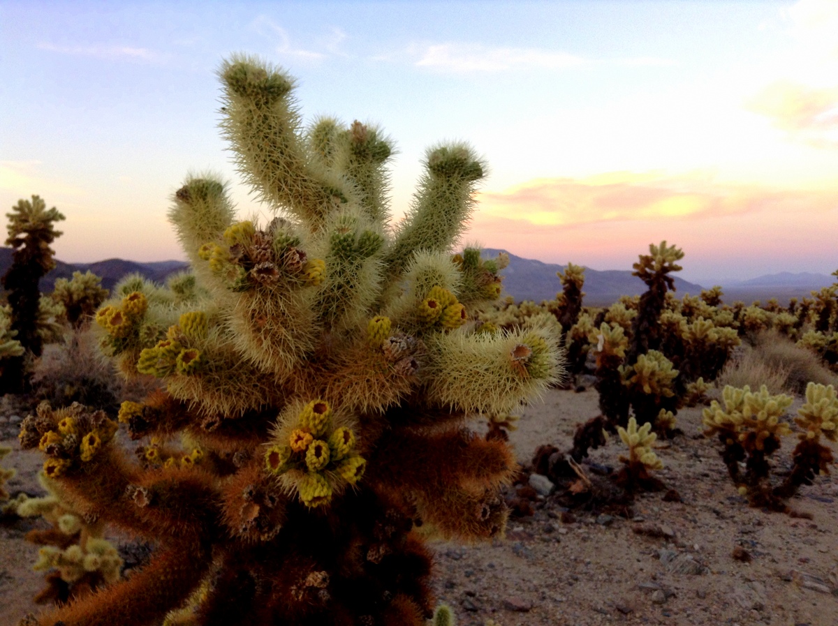 Top 5 Things to do in Palm Springs with Families includes going to Joshua Tree!