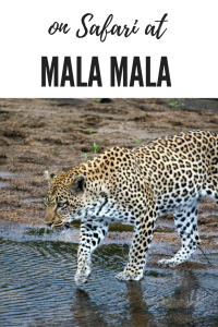 Being on Safari at Mala Mala game reserve in South Africa will ensure that you see the Big 5 and many more amazing animals