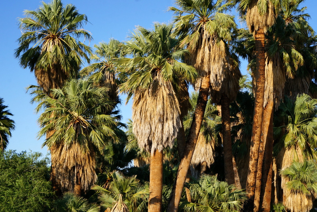 29 Palms Oasis
