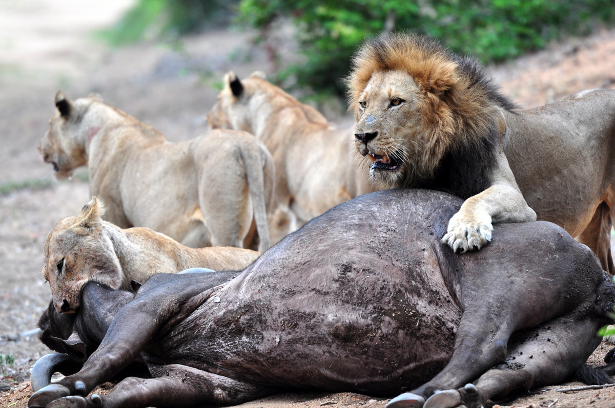 witnessing a lion kill on safari