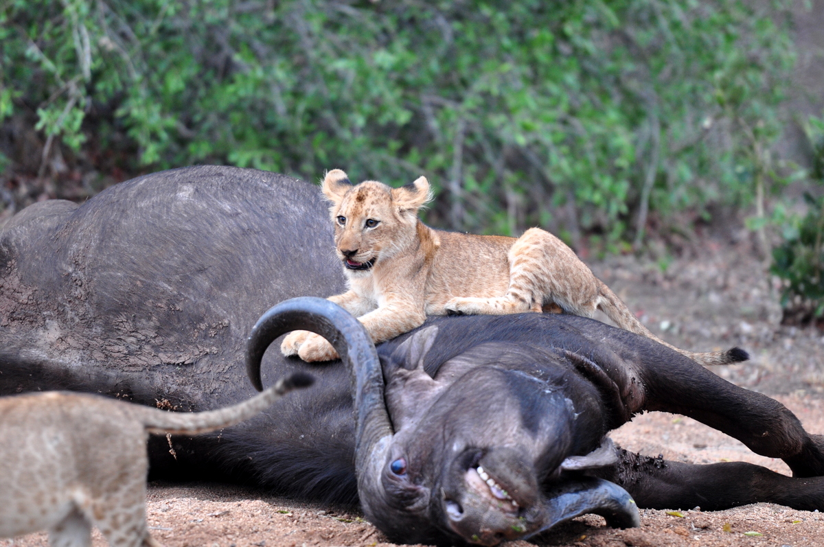 Witnessing a Lion kill on safari