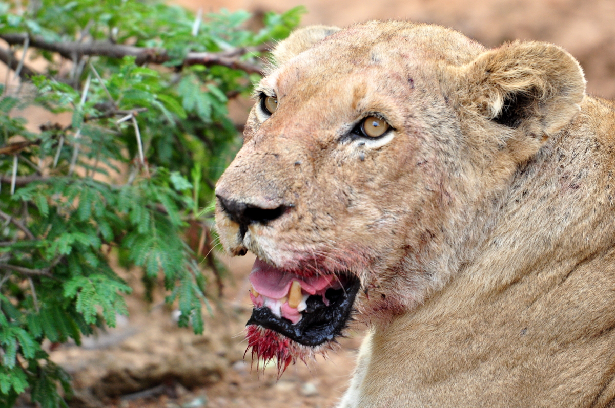 Witnessing a lion kill on safari
