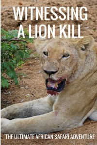 The ultimate safari quest for many is bearing witness to a lion kill. A mesmerizing act of nature unedited before your eyes.