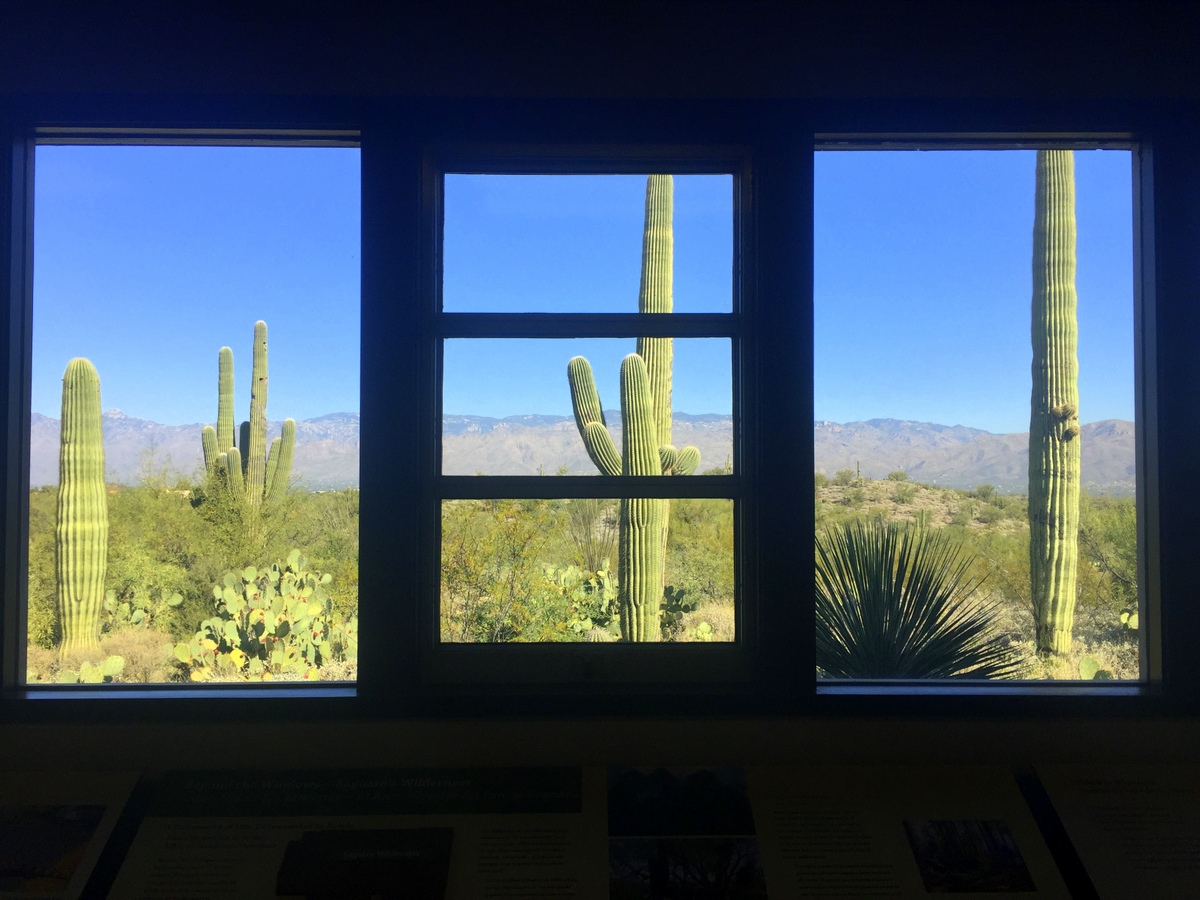 Visiting Saguaro National Park in One Day