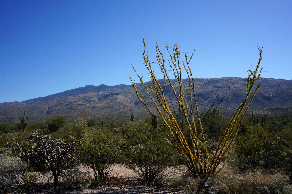 Visiting Saguaro National Park in One Day