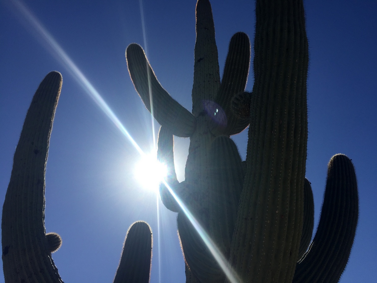 Visiting Saguaro National Park in one day