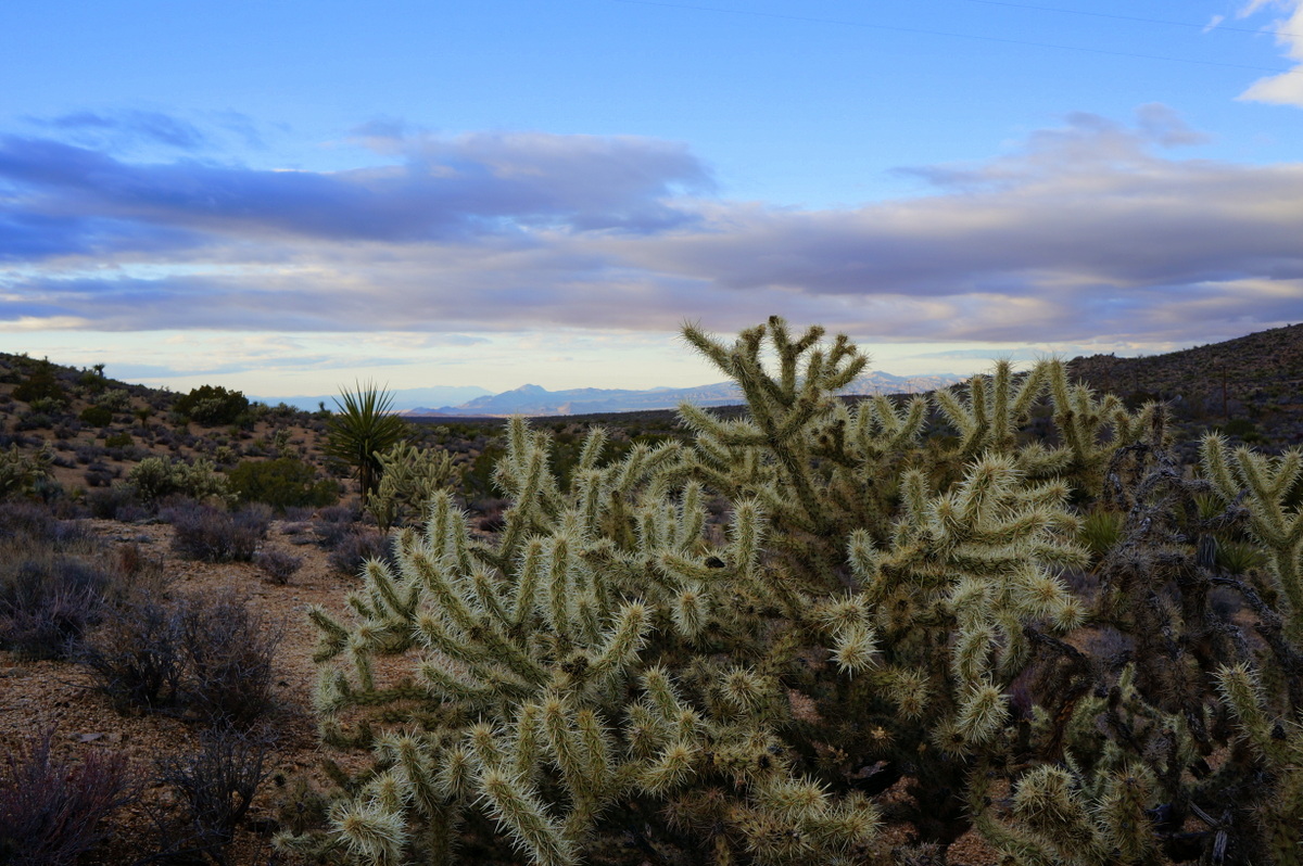 Exploring the Mojave National Preserve