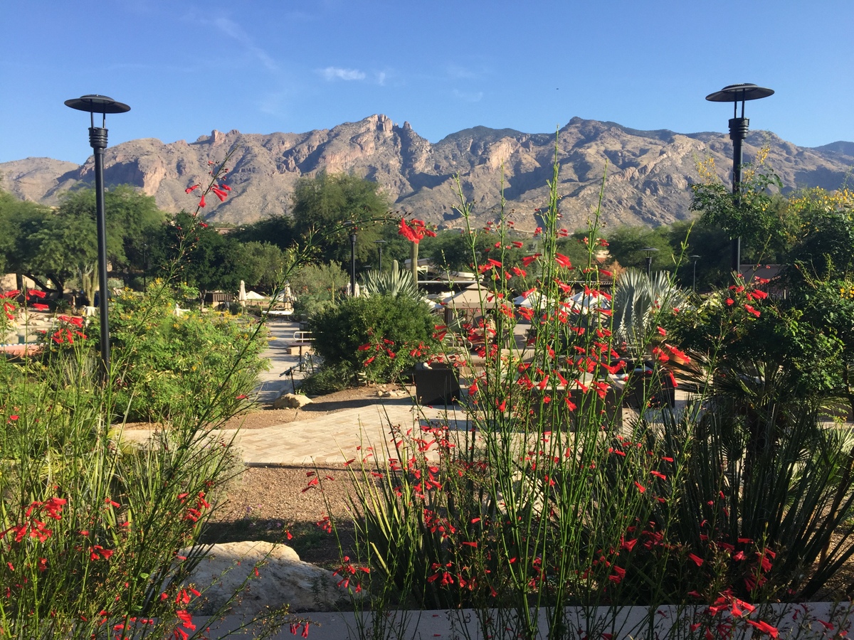 Where to Stay in Tucson (with Kids) - Westin La Paloma