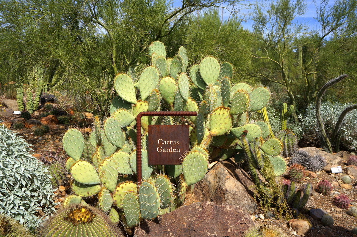 Top 10 Things to do in Tucson for families - Arizona Sonoran Desert Museum