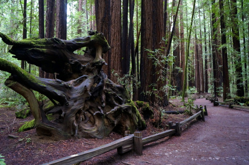 8 Super Fun Things to Do in Santa Rosa California - No Back Home