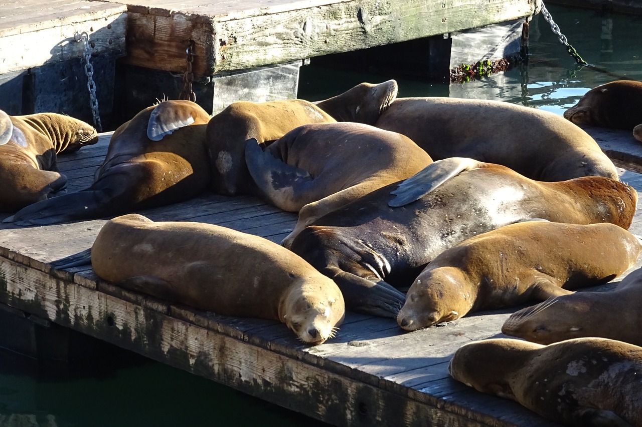 Top Things to do at Fisherman's Wharf include Pier 39 attractions like the sea lions