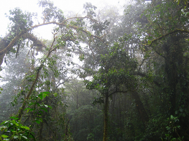 Monteverde Itinerary & Guide