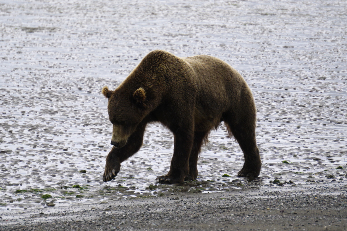 bear Viewing in Alaska