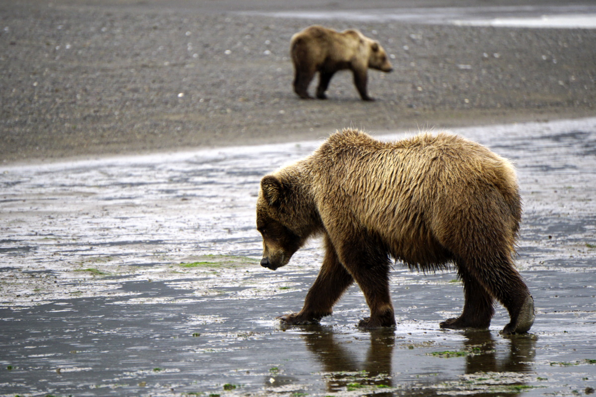 Bear Viewing in Alaska - Lake Clark National Park