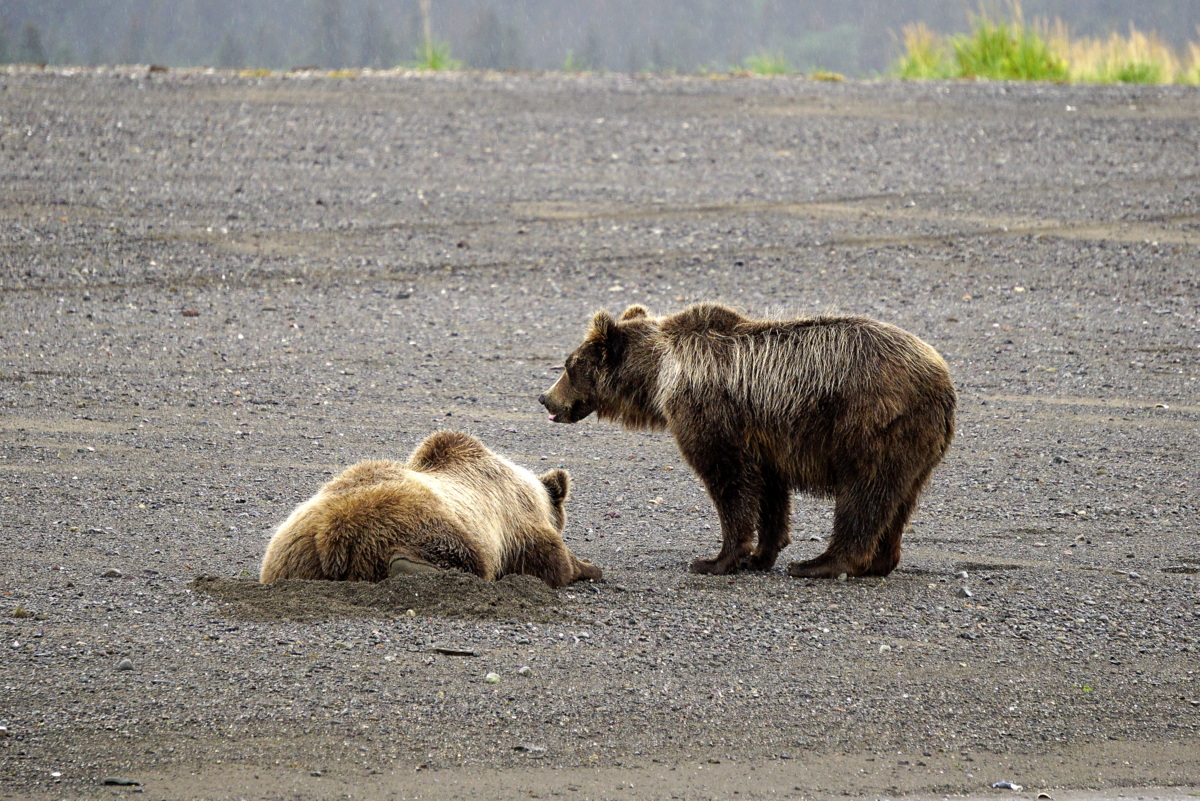 Bear Viewing in Alaska
