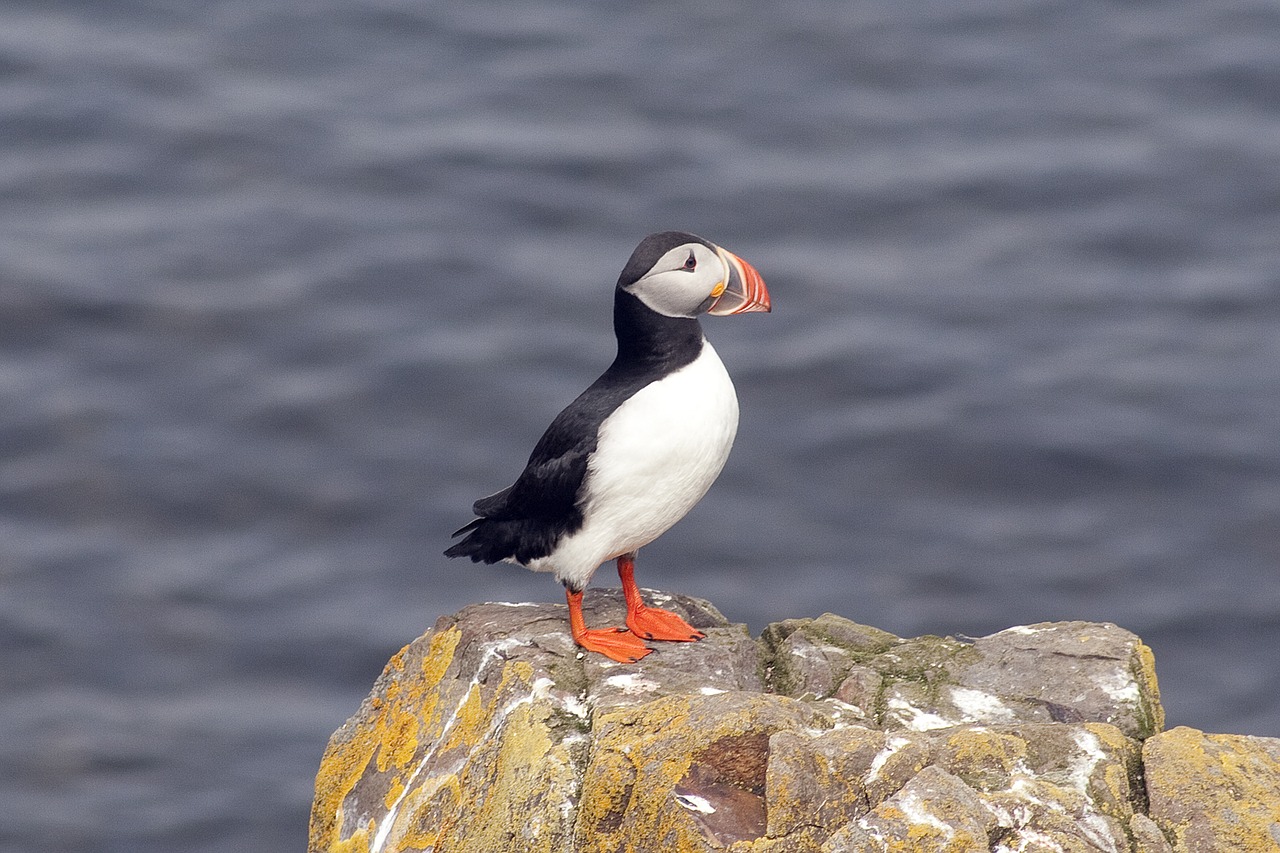 Puffin spotting in Iceland with kids