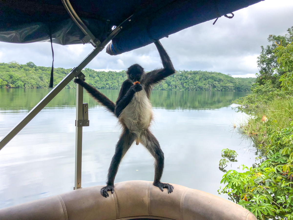 Monkey Island at Las Lagunas hotel near Flores Guatemala
