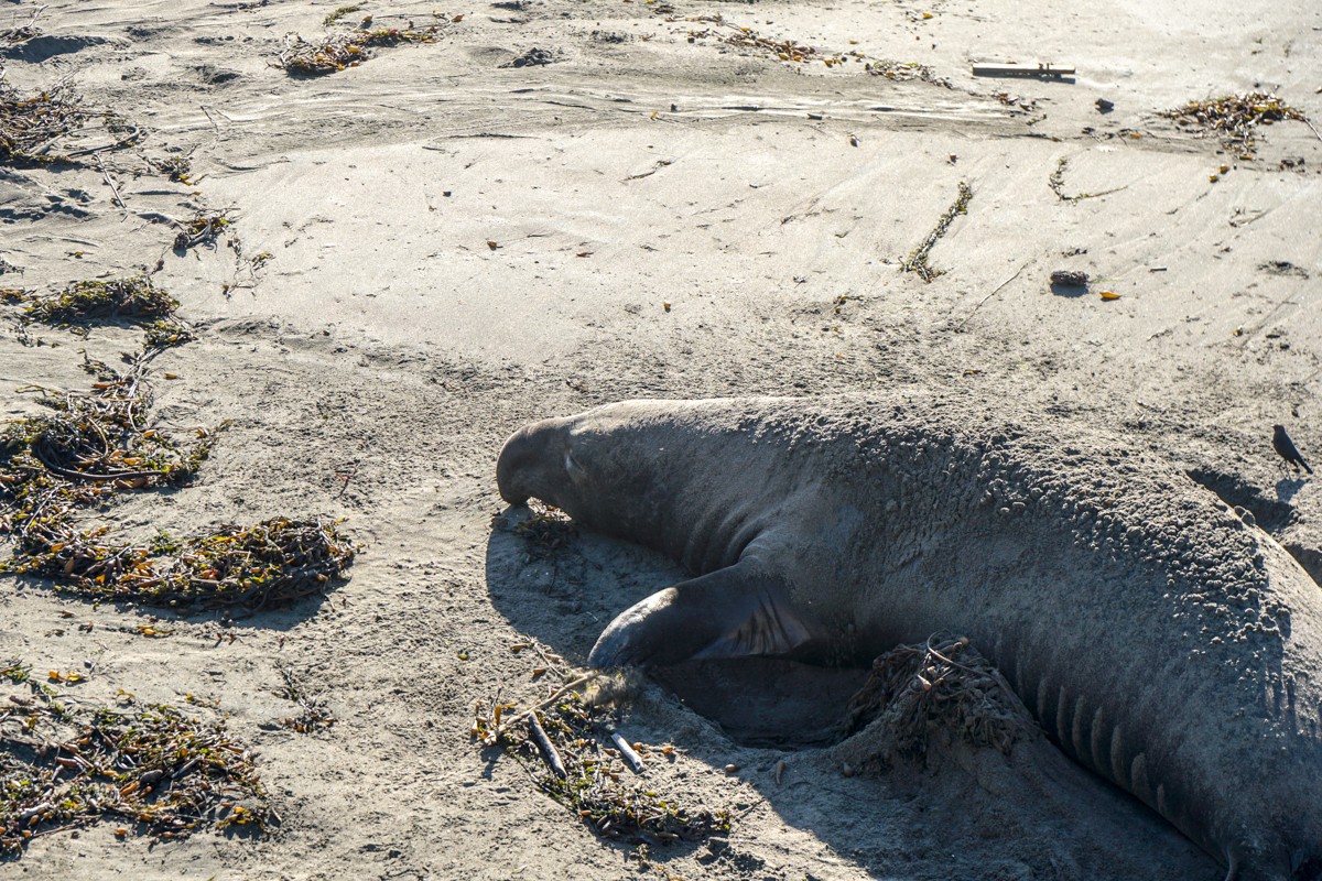 One of the top Things to do in SLO is visit the Elephant Seals