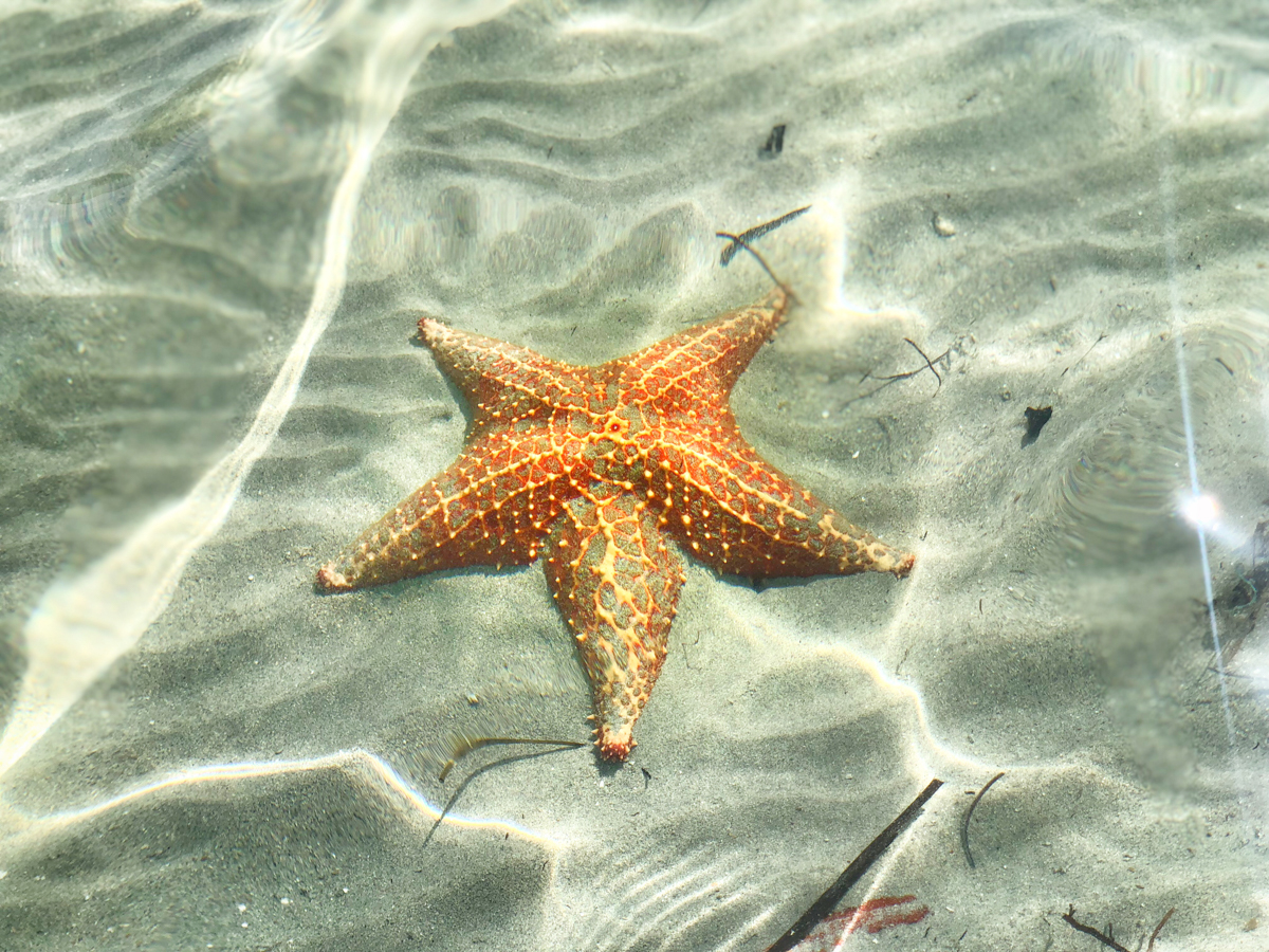 Starfish Beach in Boca del Toro