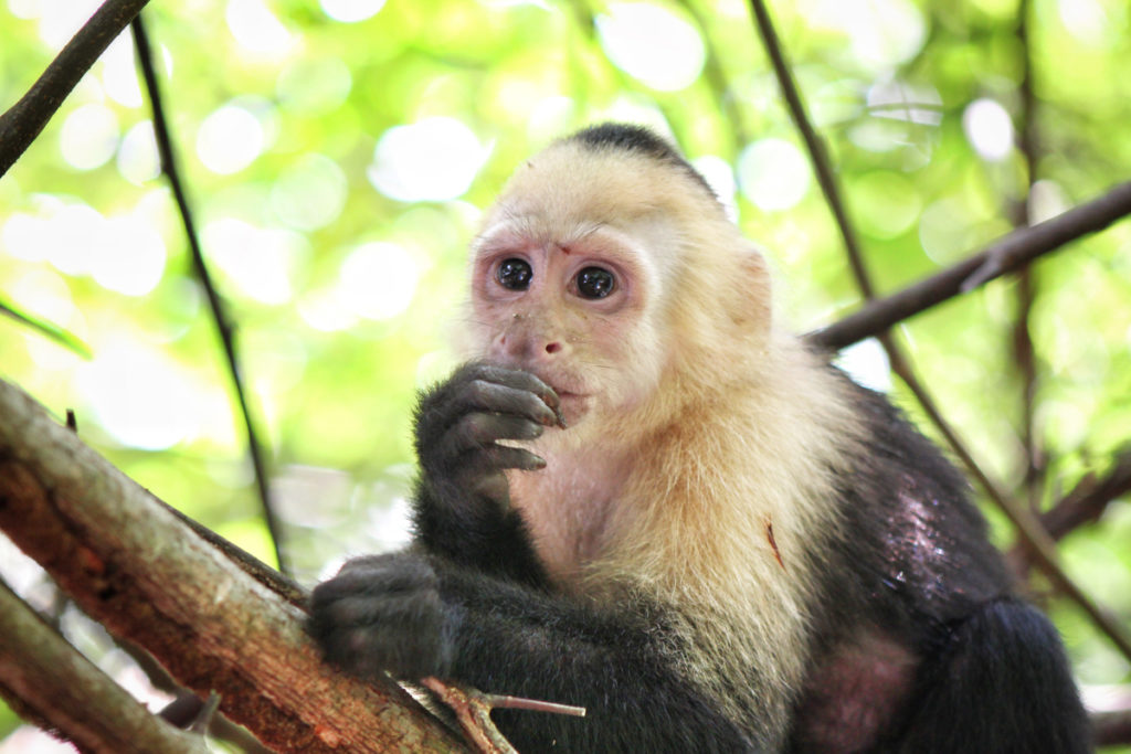 Seeing wildlife at the park is one of the Top Things to do At Manuel Antonio
