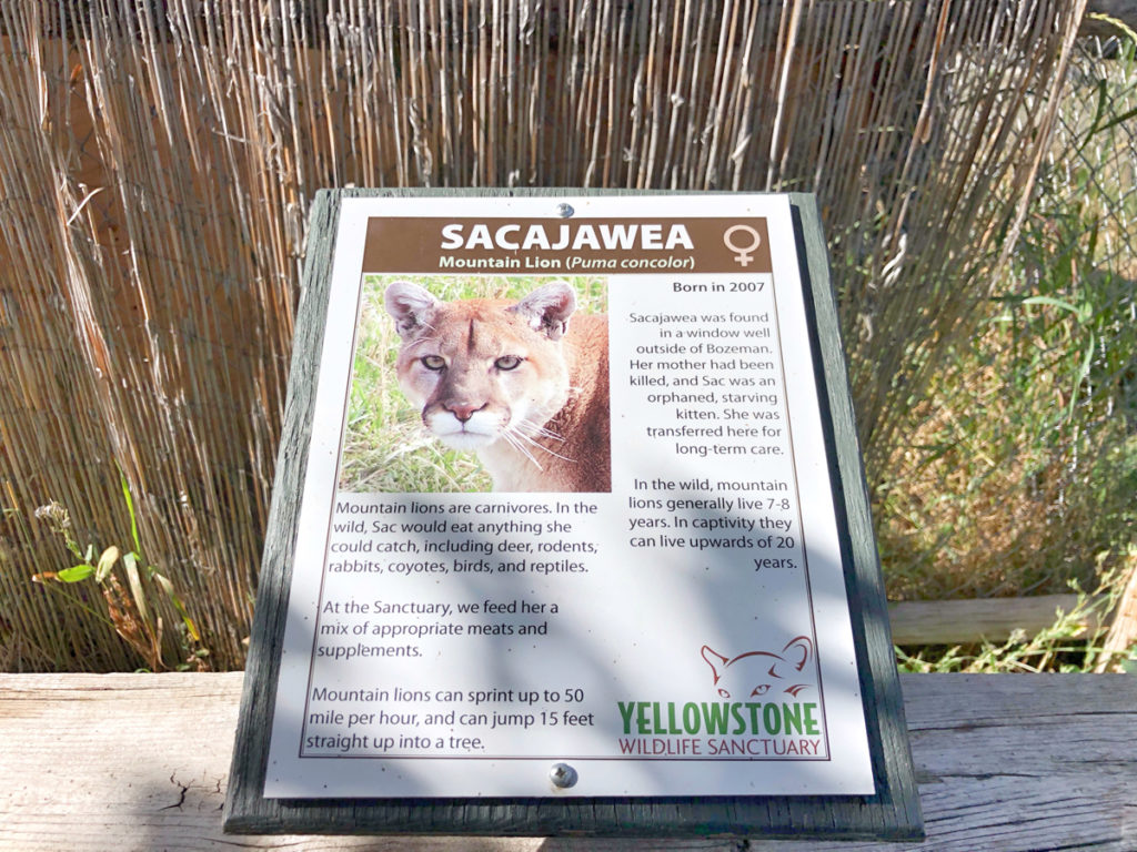 Meet Sacajawea, one of the mountain lions at the Red Lodge wildlife Sanctuary