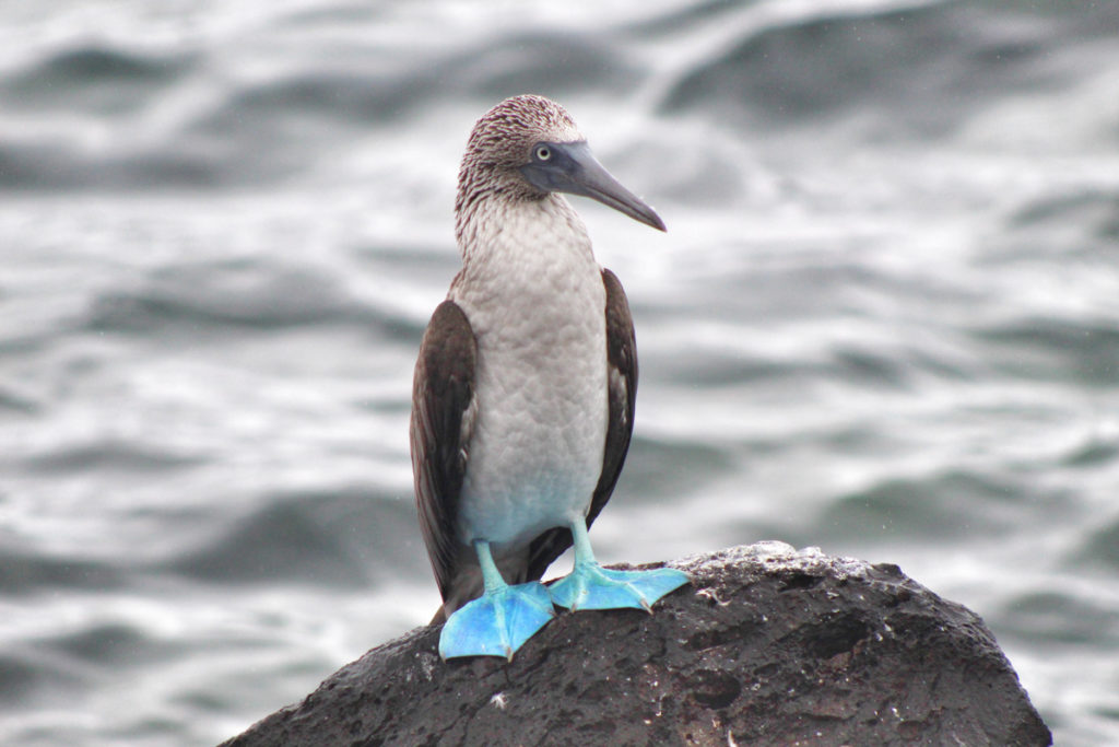 One of the most amazing destinations for animal lovers - Blue footed booby