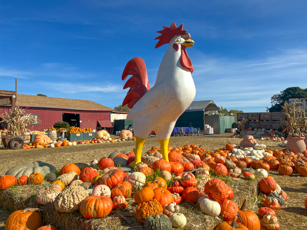 Larry's Produce Chicken statue in Suisun Valley