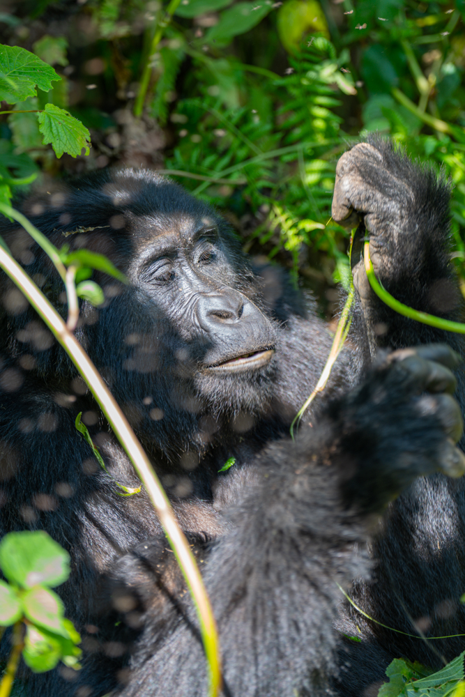 Mountain gorilla in uganda eating
