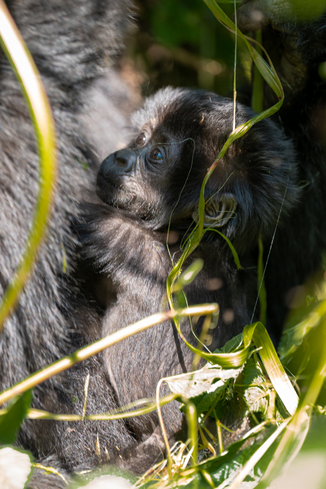 6 week old baby mountain gorilla in Uganda