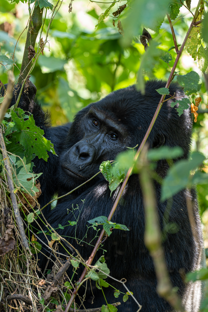 Silverback mountain gorilla in Uganda