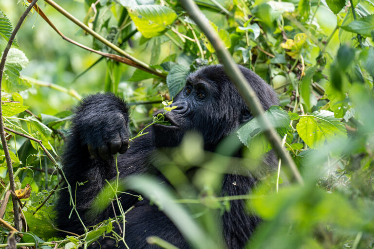 5 Reasons You Will Love Uganda: Africa's Most Underrated Safari ...