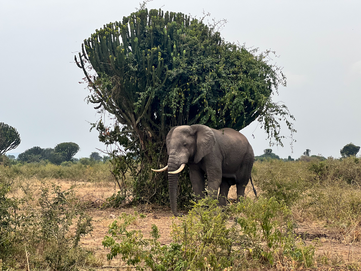 Elephant standing in front of a tree in Uganda