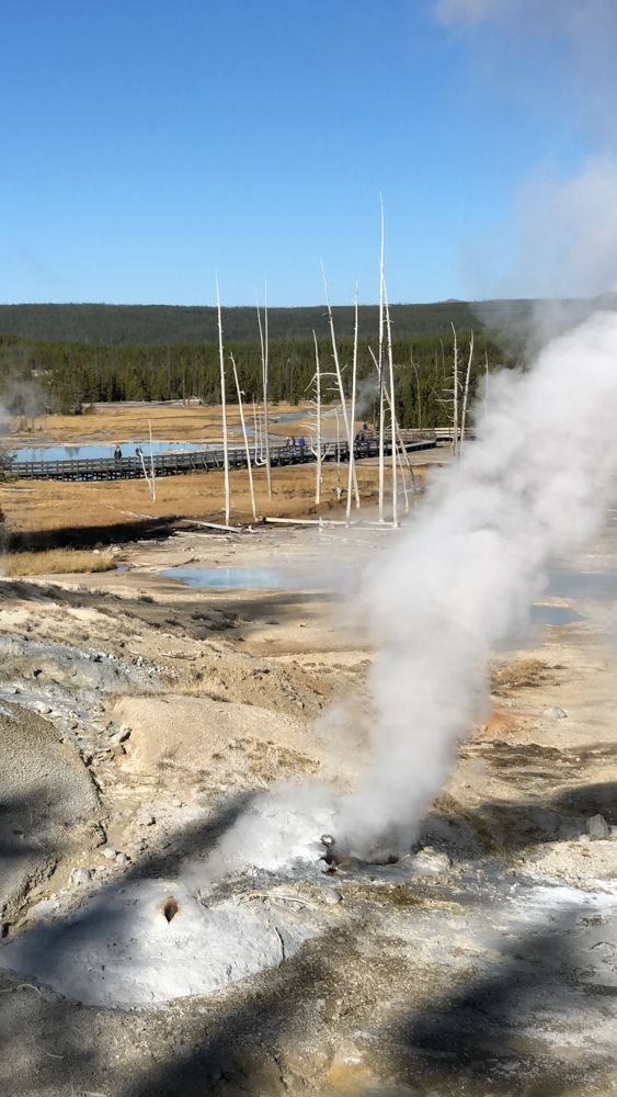 Norris Geyser Area is a must on any Yellowstone Itinerary